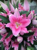  LILIUM OR PRAIANO FUCSIA