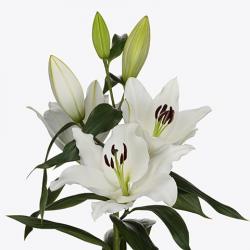  LILIUM OR TISENTO BLANCO