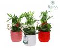KENTIA KALANCHOE EN MACETA CORAZONES X3