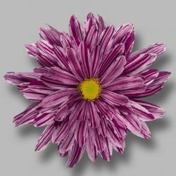  CRISANTEMO STELLINI BICOLOR LILA