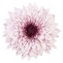  CRISUNIF PIP PRETTY  ROSA CLARO