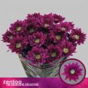  CRISANTEMO SERENITY PURPLE