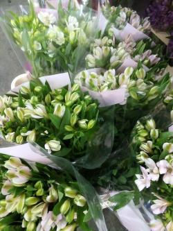  ALSTROEMERIA HOLANDESA 