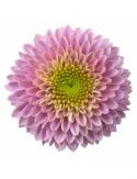  CRISANTEMO SOUVENIR BOTON ROSA