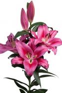  LILIUM OR TROCADERO ROSA