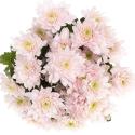  CRISANTEMO PASTELA PINK ROSA CLARO