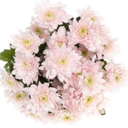  CRISANTEMO PASTELA PINK ROSA CLARO