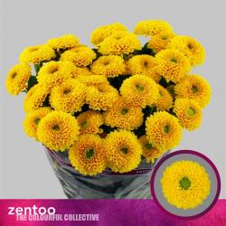  CRISANTEMO BONUS AMARILLO
