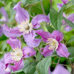  CLEMATIS