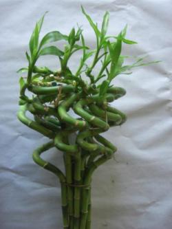  BAMBU ESPIRAL 100 CM