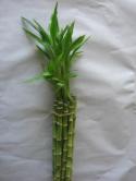  BAMBU RECTO 120 CM