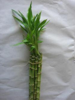  BAMBU RECTO 120 CM