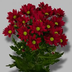  CRISANTEMO RUBY STAR ROJO