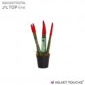  PLANTA SANSEVIERA CILINDRICA TINTADA C6 18CM