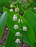  MUGUET - CONVALARIA