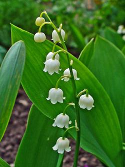  MUGUET - CONVALARIA