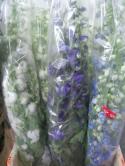  DELPHINIUM NACIONAL VARIADO
