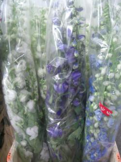  DELPHINIUM NACIONAL VARIADO