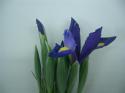  IRIS 