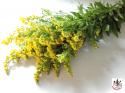  SOLIDAGO X25 TALLOS