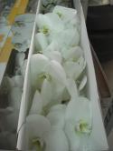 PHALAENOPSIS BLANCO 