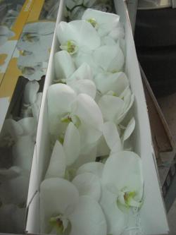  PHALAENOPSIS BLANCO 