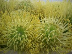  LEUCOSPERMUM AMARILL