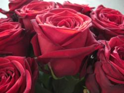  ROSA RED NAOMI ROJO 90CM