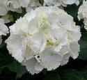  HORTENSIA SCHNEEBALL BLANC
