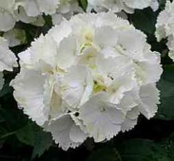  HORTENSIA SCHNEEBALL BLANC