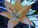  LILIUM SALMON