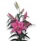 LILIUM OR ROBINA FUCSIA