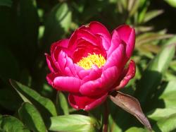  PEONIA KARL ROSENFIELD FUCSIA