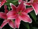  LILIUM OR MARLON FUCSIA