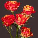  ROSA PITIMINI FIRE FLASH BICOLOR