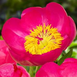  PEONIA FLAME FUCSIA