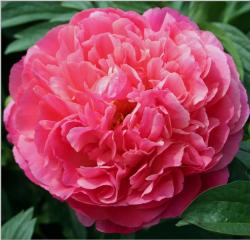  PEONIA CORAL SUNSET ROSA