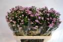  ASTER ROSA