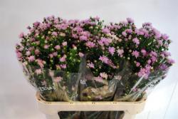  ASTER ROSA