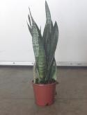  PLANTA SANSEVIERA X12 