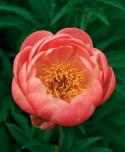  PEONIA CORAL CHARM SALMON