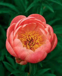  PEONIA CORAL CHARM SALMON