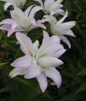  LILIUM OR DOBLE BLANCO