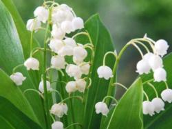  PLANTA MUGUET CONVALARIA X18 C9 25CM
