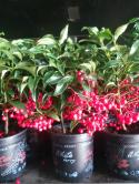  PLANTA ARDISIA CRENATA  X4 C14