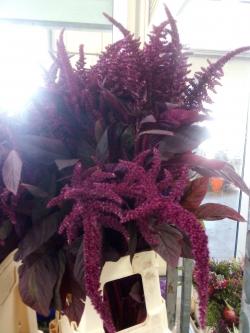  AMARANTHUS RECTO