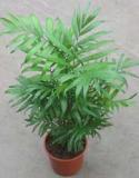  PLANTA CHAMAEDOREA ELEGANS X10 C12