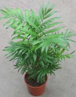  PLANTA CHAMAEDOREA ELEGANS X10 C12