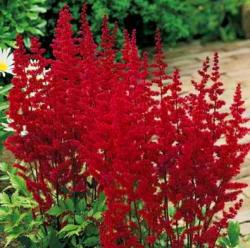  ASTILBE ROJ