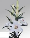  LILIUM OR CASTELLANI BLANCO